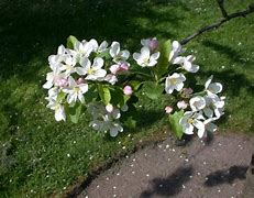 Image result for Malus Crittenden