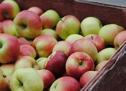 Image result for Red Akane Apples