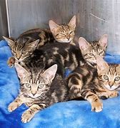 Image result for Free Bengal Kittens
