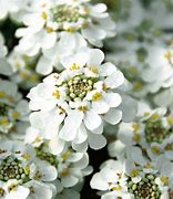 Image result for Iberis sempervirens Snowflake