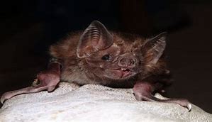 Image result for Vampire Bat