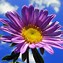 Image result for Screensaver Flowers Images