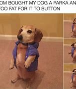 Image result for Funny Dog Memes Videos