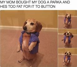 Image result for Wholesome Pet Memes