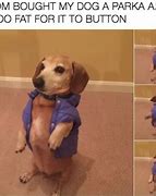 Image result for Amazed Brown Dog Meme