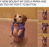 Image result for Cute Pet Memes