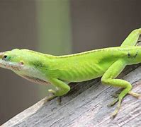 Image result for Green Lizards Species