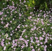 Image result for Geranium Dreamland