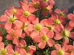 Image result for Oxalis massoniana