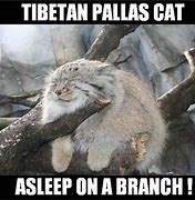 Image result for Pallas Cat Meme