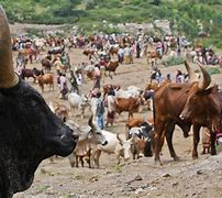 Image result for Kenya Cattle