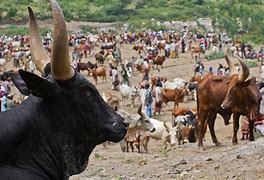 Image result for Kenya cattle rustlers