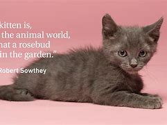 Image result for Funny Quotes with Cat Faces