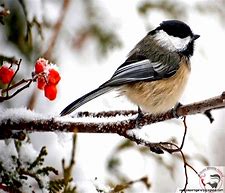 Image result for Chickadee in Snow