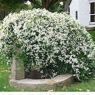 Image result for Clematis Paniculata
