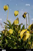 Image result for Clematis Yellow Flowers