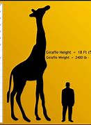 Image result for 3 Metres Tall