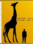 Image result for How High Is 14 Meters