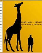 Image result for 5'4 Compared to 6'1