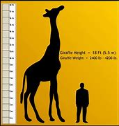 Image result for Human Size Comparison Chart