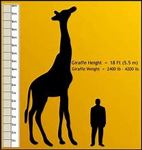 Image result for Things That Are 6Ft Tall