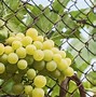 Image result for Green Fruit That Grows On Vine