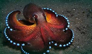 Image result for Octopus Aesthetic