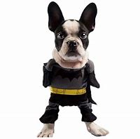 Image result for Batman Dog Pic