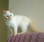 Image result for Ginger Point Cat