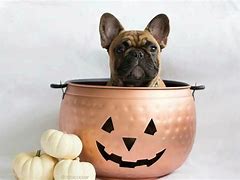 Image result for Frenchie Halloween Iron-Ons