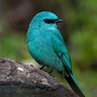 Image result for Cyan Things in Nature