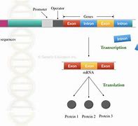 Image result for DNA Transcription Exons and Introns