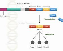 Image result for Introns and Exons Diagram