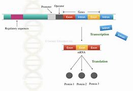 Image result for R Exon-Intron RNA-Seq Stat