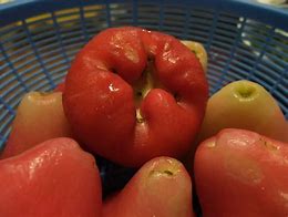 Image result for Water Apple