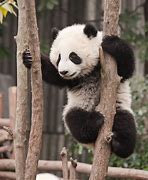 Image result for National Park E with Panda