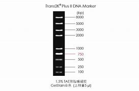 Image result for Trans 2K Plus II