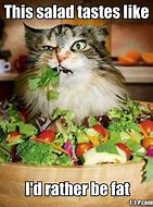Image result for Fat Cat Diet Meme