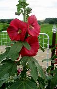 Image result for alcea