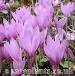 Image result for Colchicum pannonicum