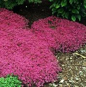 Image result for Red Creeping Thyme Ground Cover