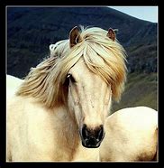 Image result for American West Wild Horses