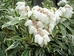 Bildergebnis für Pieris jap. Variegata