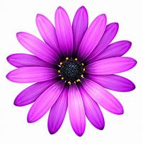 Image result for Flower Icon