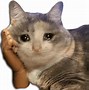 Image result for Sprigatito as Crying Cat Meme
