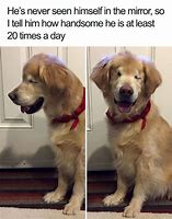 Image result for You so Funny Meme Dog