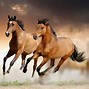 Image result for Arabian Horse