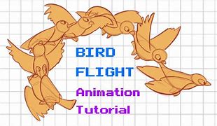 Image result for Bird Animation Key