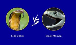 Image result for Black Mamba Snake Attack