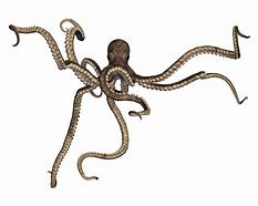 Image result for Octopus Hand PNG
